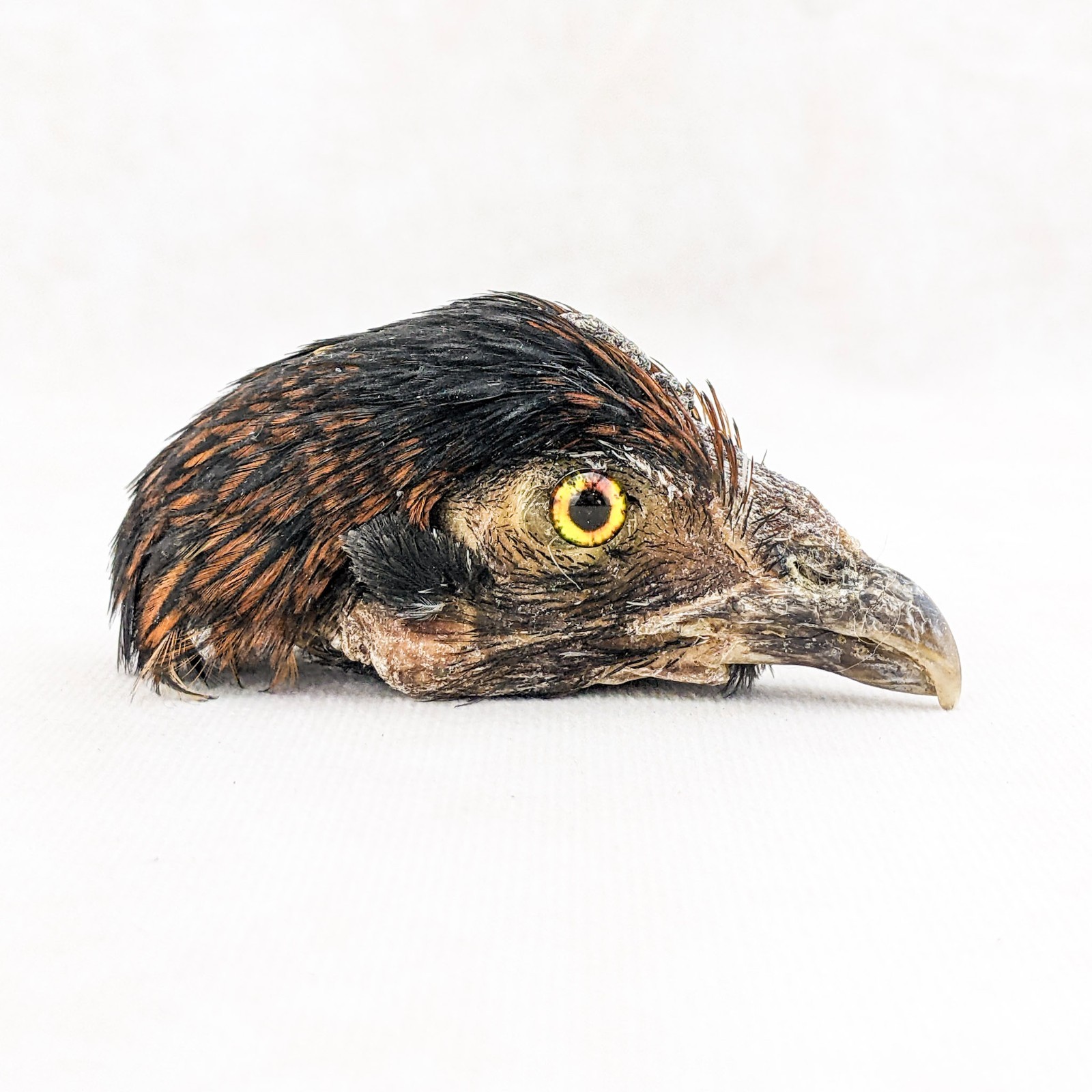 Chicken Rooster head Mount specimen DIY doll Head crafts oddity curiosity bird