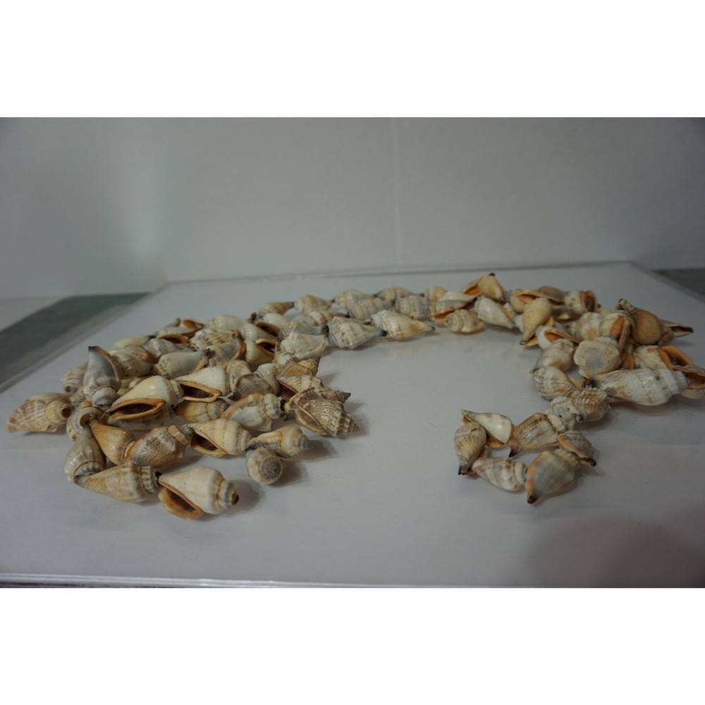 Hanging Seashells Pot Holder Shells on a string