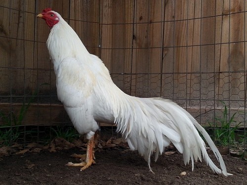 12 ASSORTED WAHL ASIL EGGS