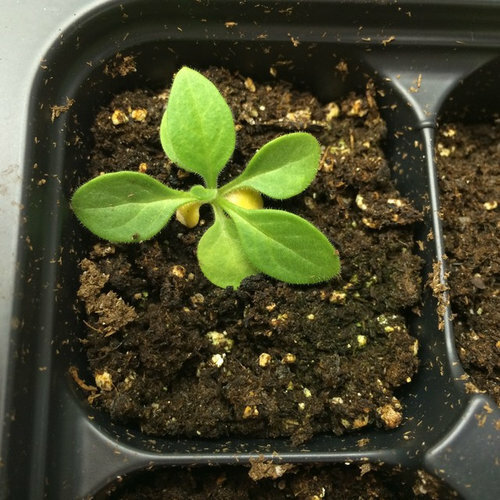 Pro-Mix BX Potting Mix Seed Germination Soilless Growing Media Mycorrhizae FAST