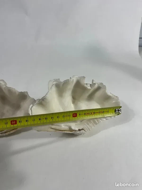 Authentic Vintage Giant Bivalve Blessel, Tridacna Gigas Shell 70s