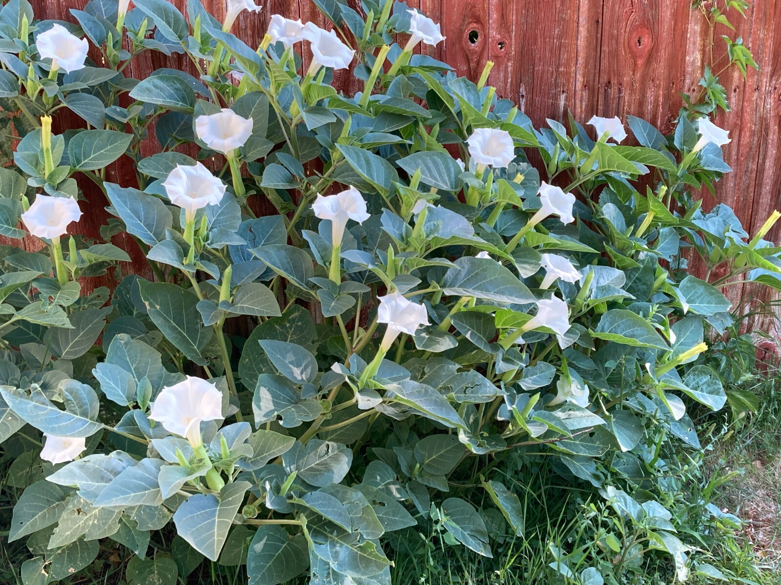 Datura Inoxia Flowers 25 Dried Moonflower 2025 Floral Craft Organic Thornapple