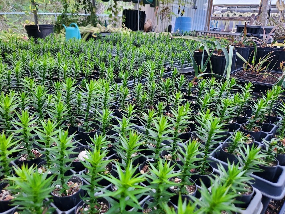 Monkey Puzzle Tree Seedlings - Araucaria