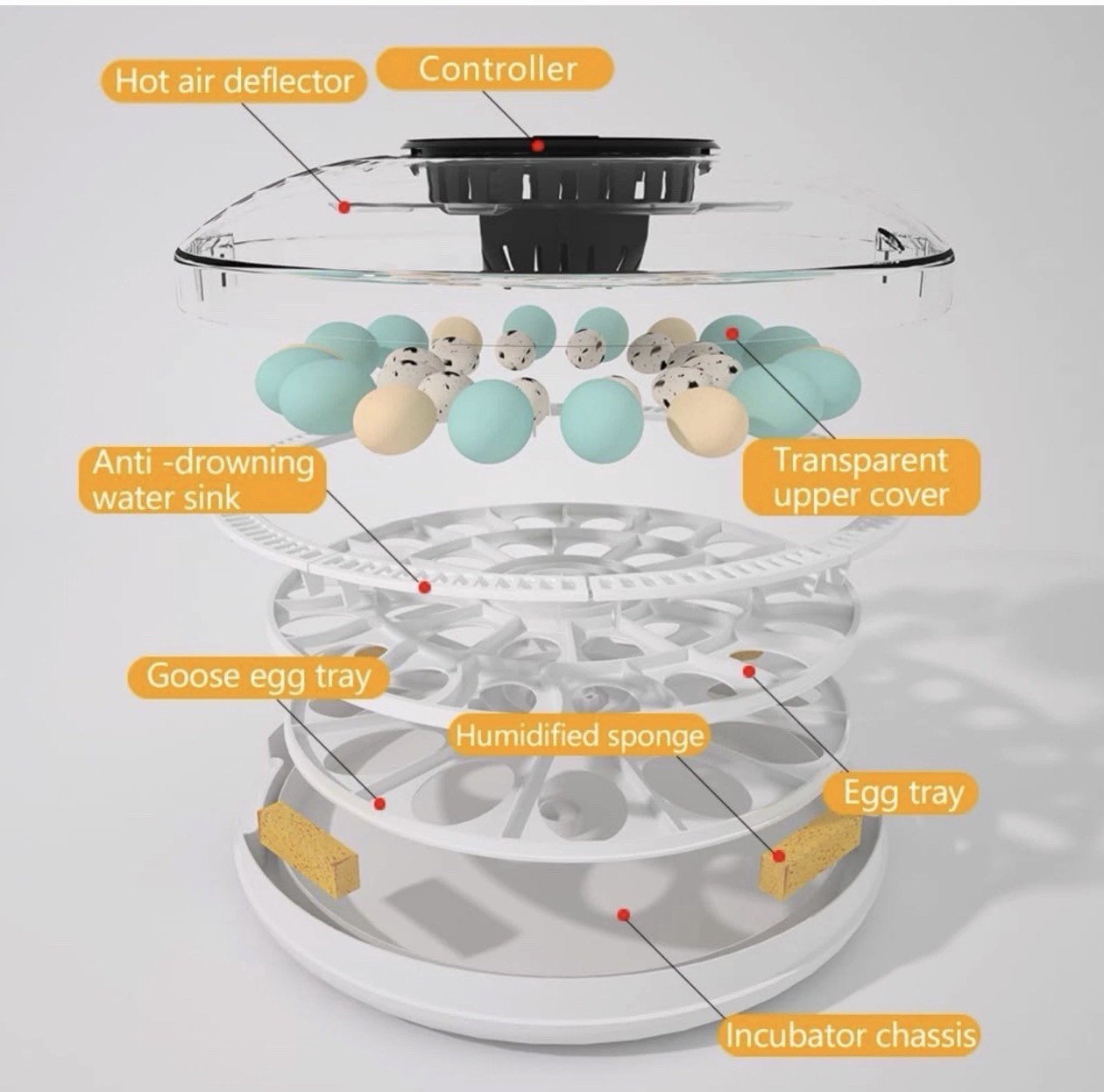MeeF incubators for Hatching Eggs Automatic 30 Eggs Incubator with Tur