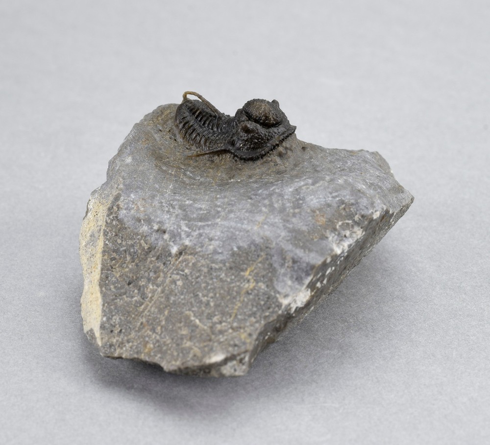 Fine trilobite Cyphaspis sp.