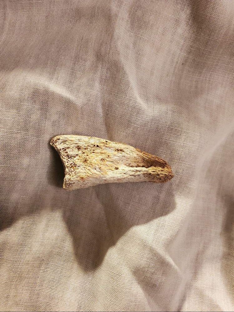 Ornithomimid Toe Claw (Ungual)