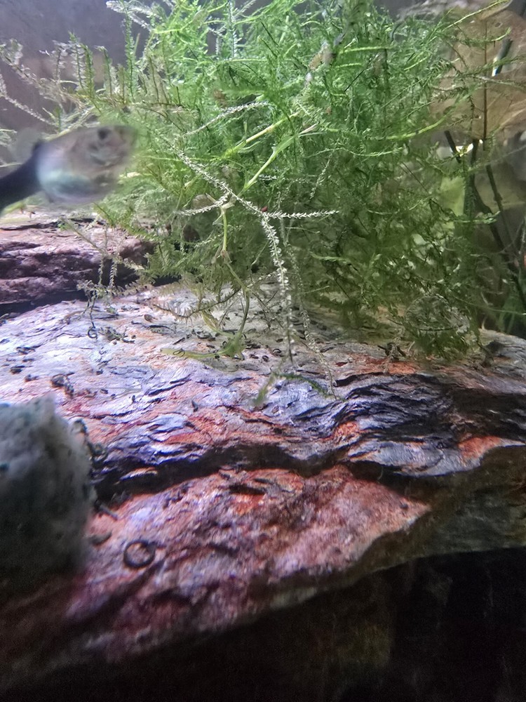 Java moss - 2oz cup