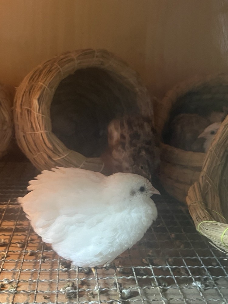 12 button quail hatching eggs varity color