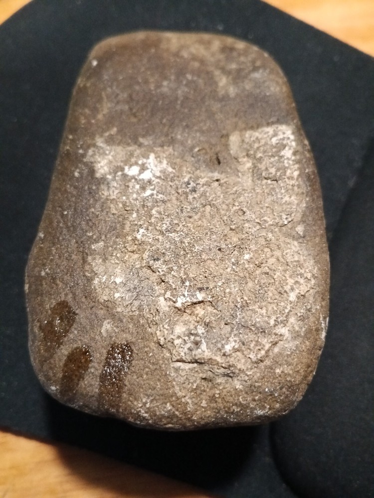 Fossilized Prehistoric Dinosaur Foot