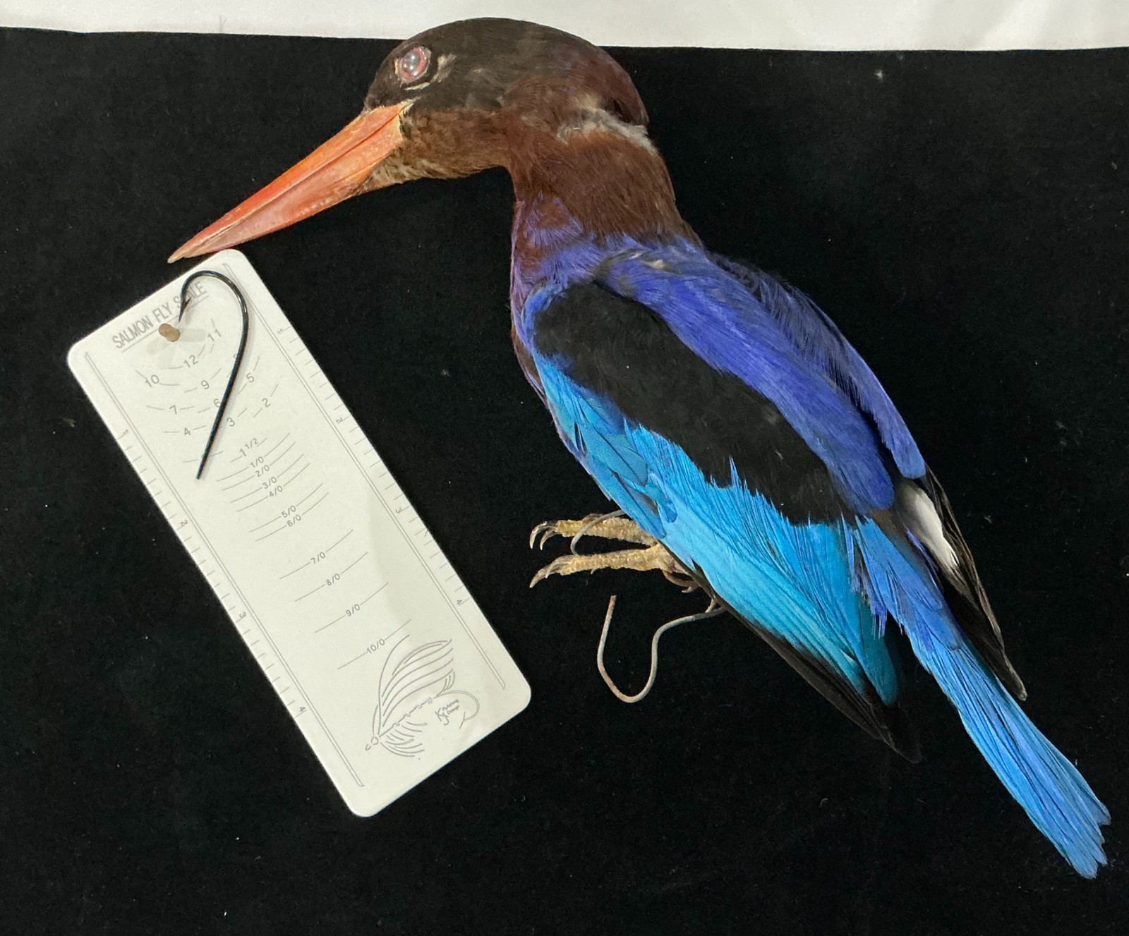 Purple  Kingfisher Bird Mount