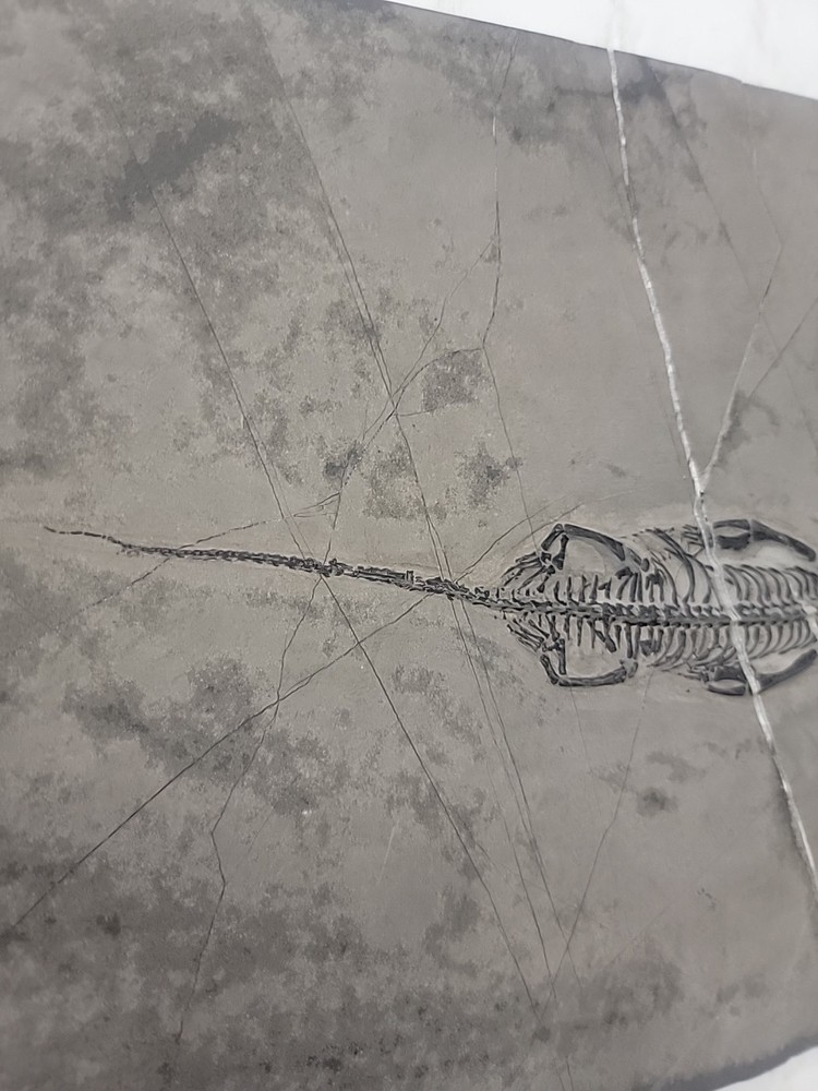 Keichousaurus fossil Specimen. QQ
