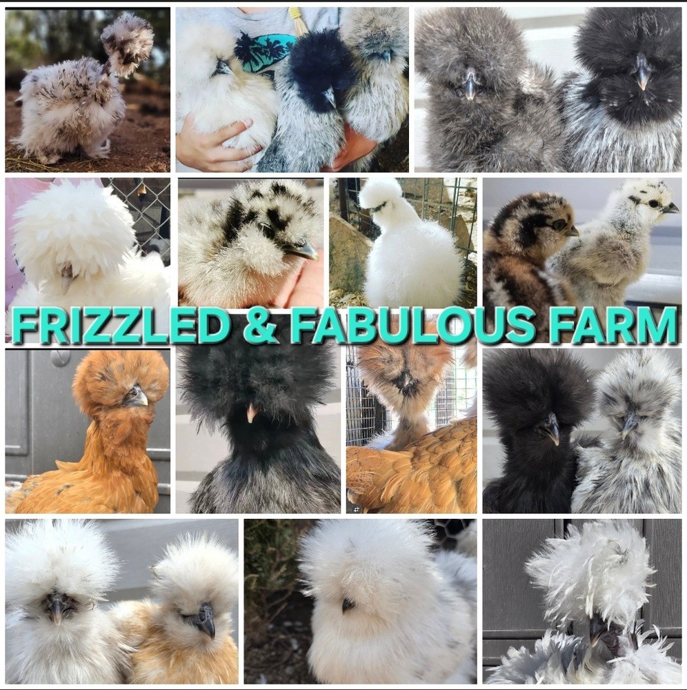 12+Bantam Silky Hatching Eggs Npip Cert