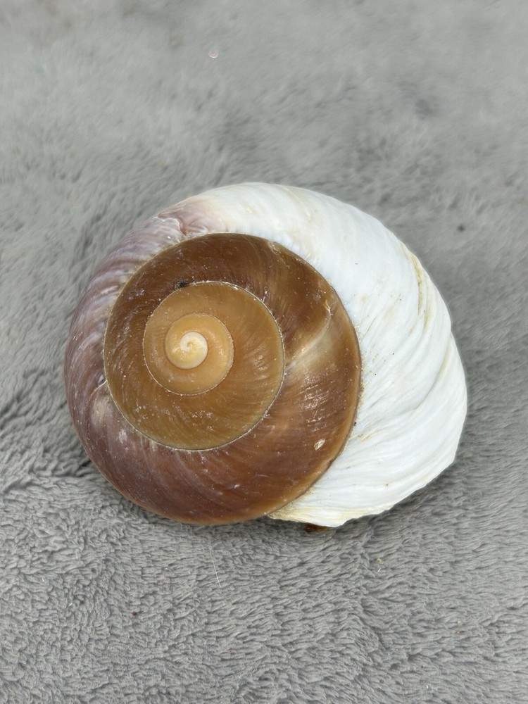 Cepaea Hortensis Shell Brown, Purple And White 2.5" Big