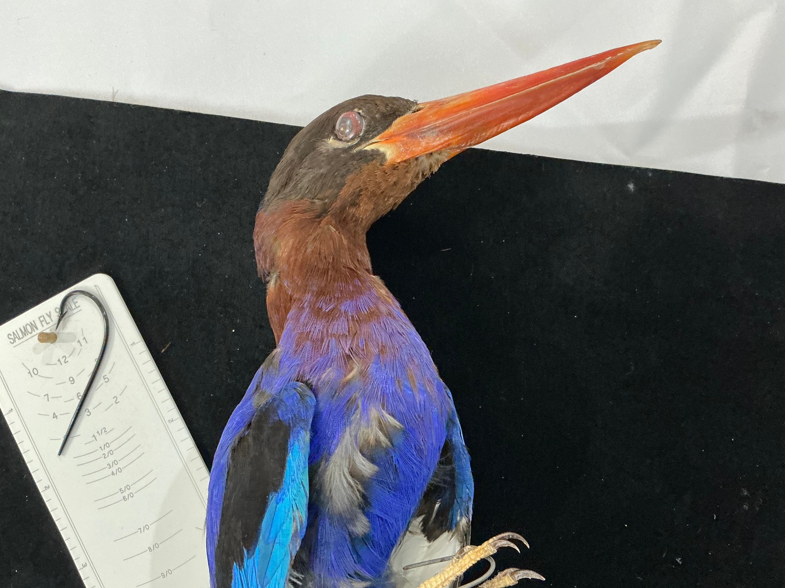 Purple Kingfisher Bird Mount