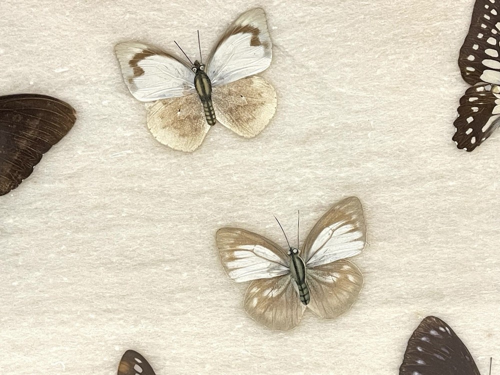 Vintage Butterfly Specimens Framed