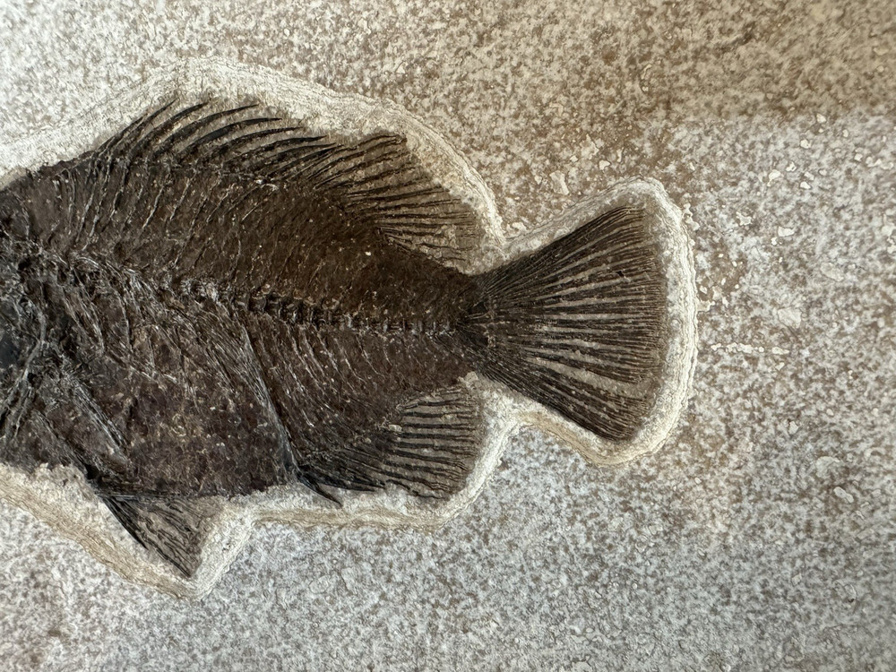 Priscacara 5 1/2" from Kemmerer, Wyoming