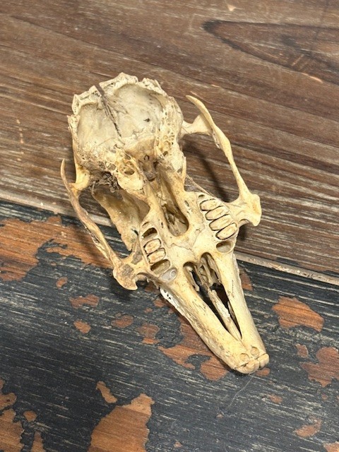 Rabbit Skull, unwhitened