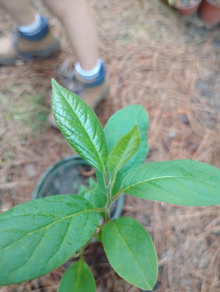 American Persimmon Tree, 1 Gallon Pot.