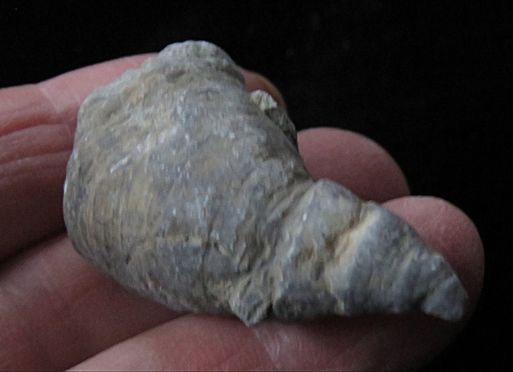 Horn Coral- Grewinkia canadensis- Ordovician- Cincinnati, Ohio