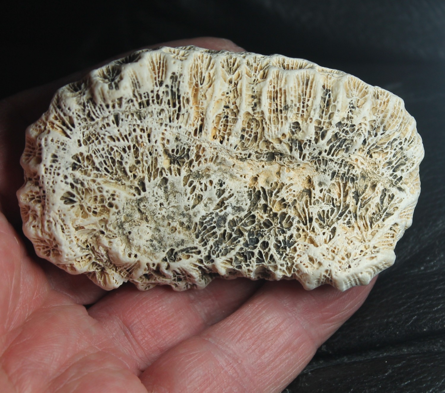 Siderastraea italica - Beautiful, big Miocene fossil Coral