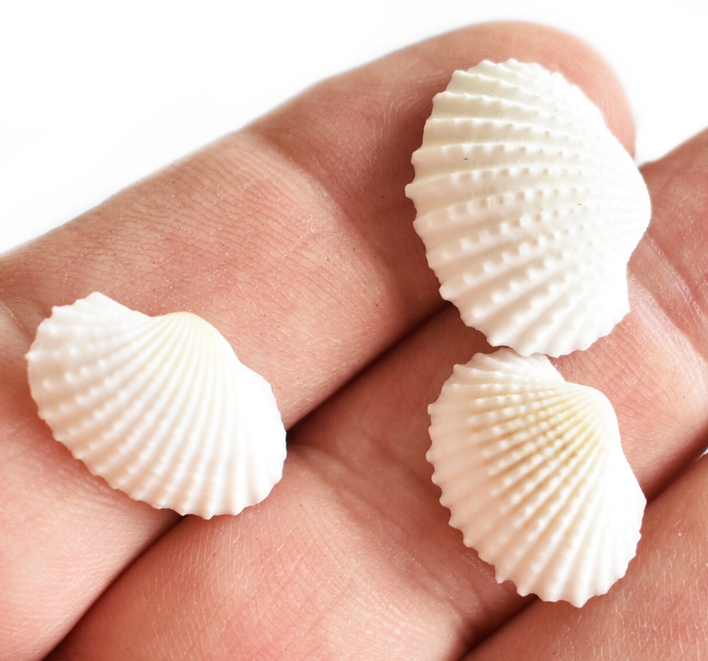 200 Tiny White Ark Shells Seashells (1/2"-3/4") Beach Wedding Hobby Crafts