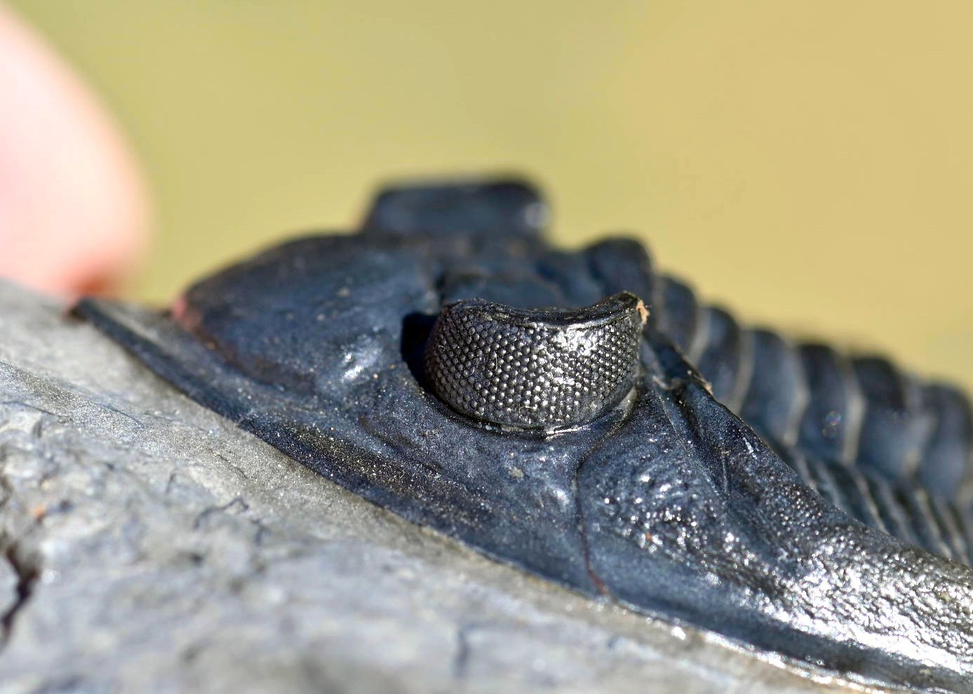 Trilobite Fossil, Zlichovaspis (Odontochile), from Morocco #1