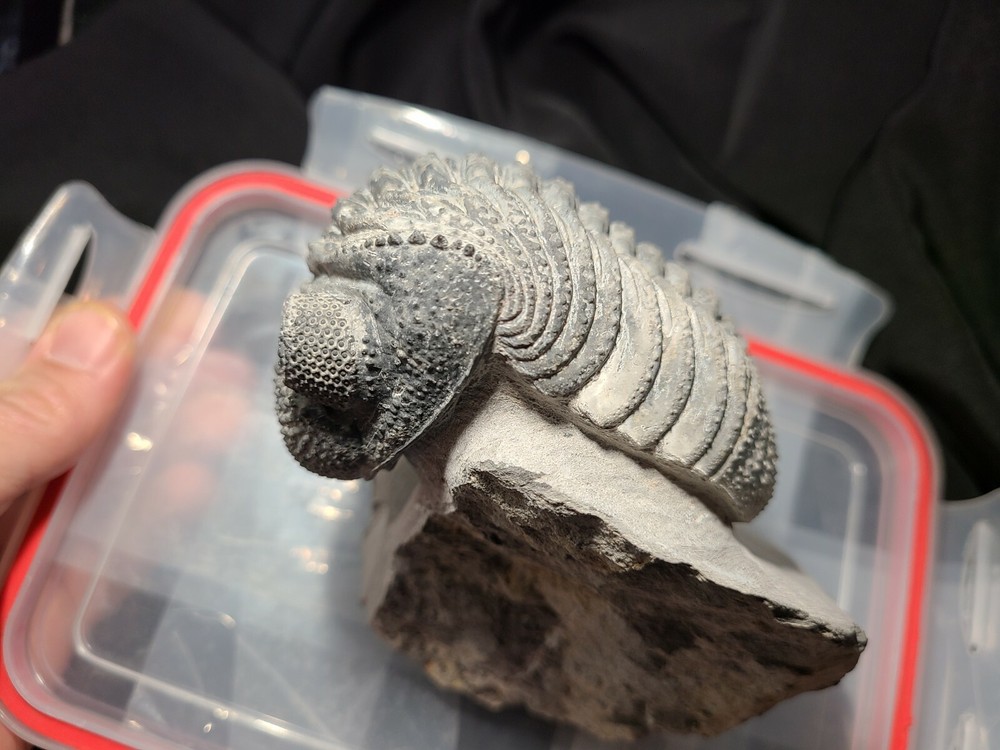 Massive 6" Drotops megalomanicus Trilobite from the Devonian Morocco