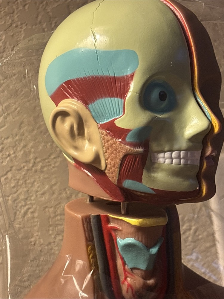 Human Torso Model 50cm