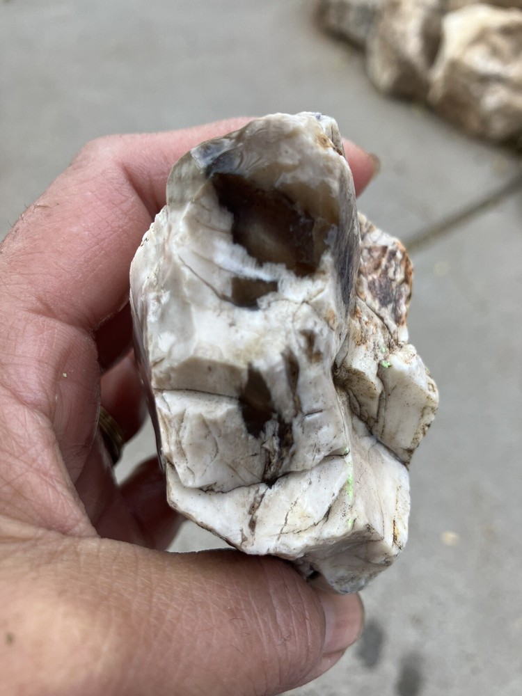 Opalized Petrified Wood