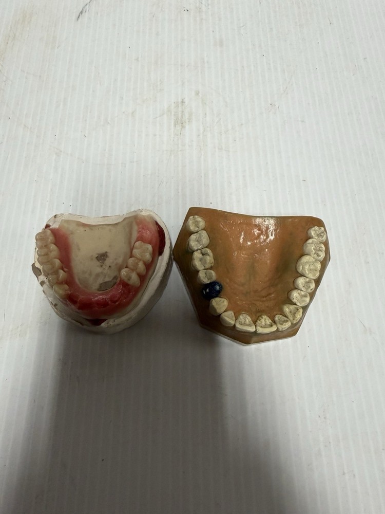 Lot of 2 typodont educational teeth