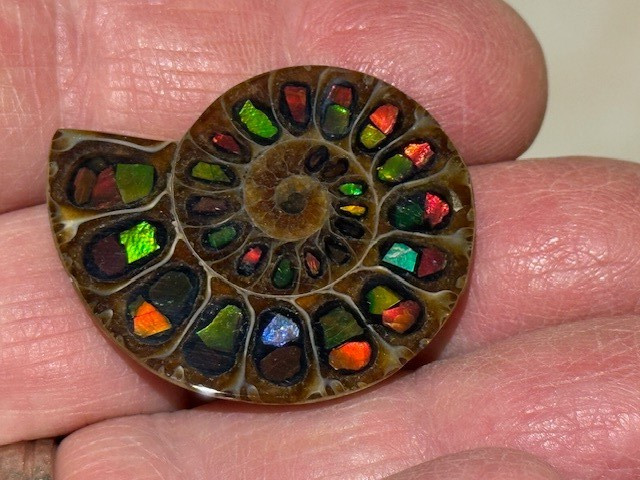 SPECTACULAR RARE,AMMOLITE(CANADA) INLAY IN FOSSIL AMMONITE(MADAGASCAR)SEE VIDEO!