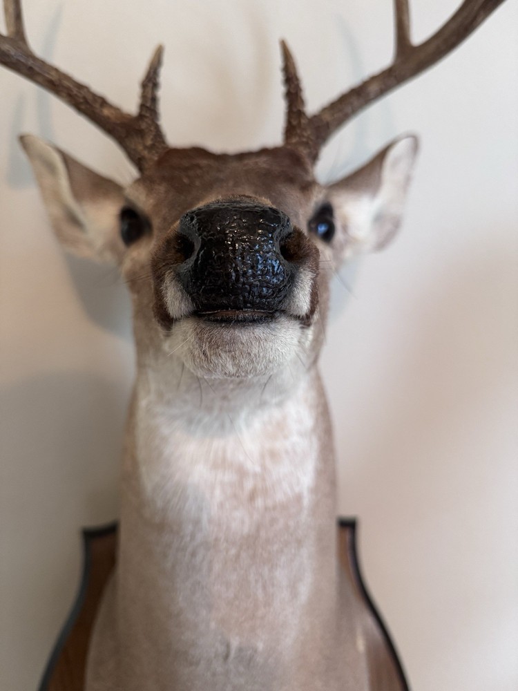 Deer Head Wall Mount with Wooden Base