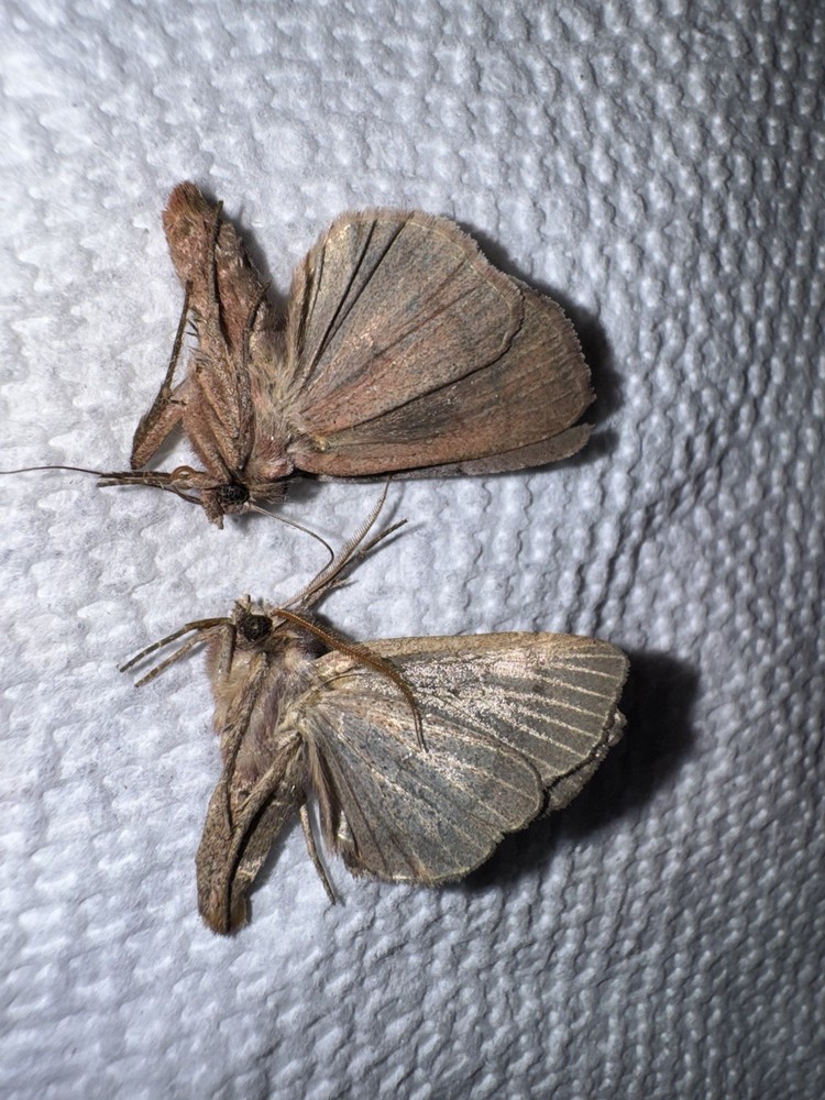 JSR 2 Beautiful Noctuid Moth #6