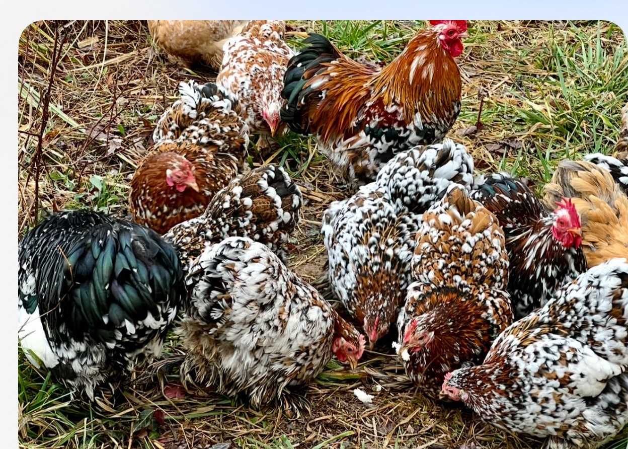 Dozen Mille Fleur Bantam Cochin Eggs