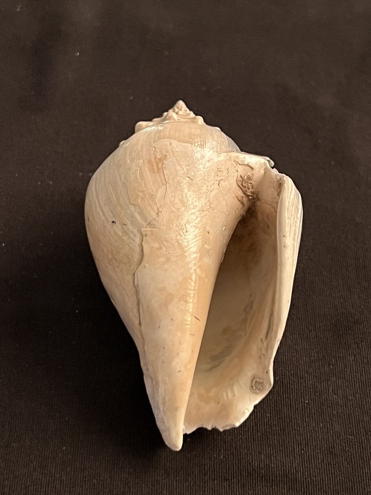RARE Fossilized FIGHTING CONCH Shell From Central Florida.