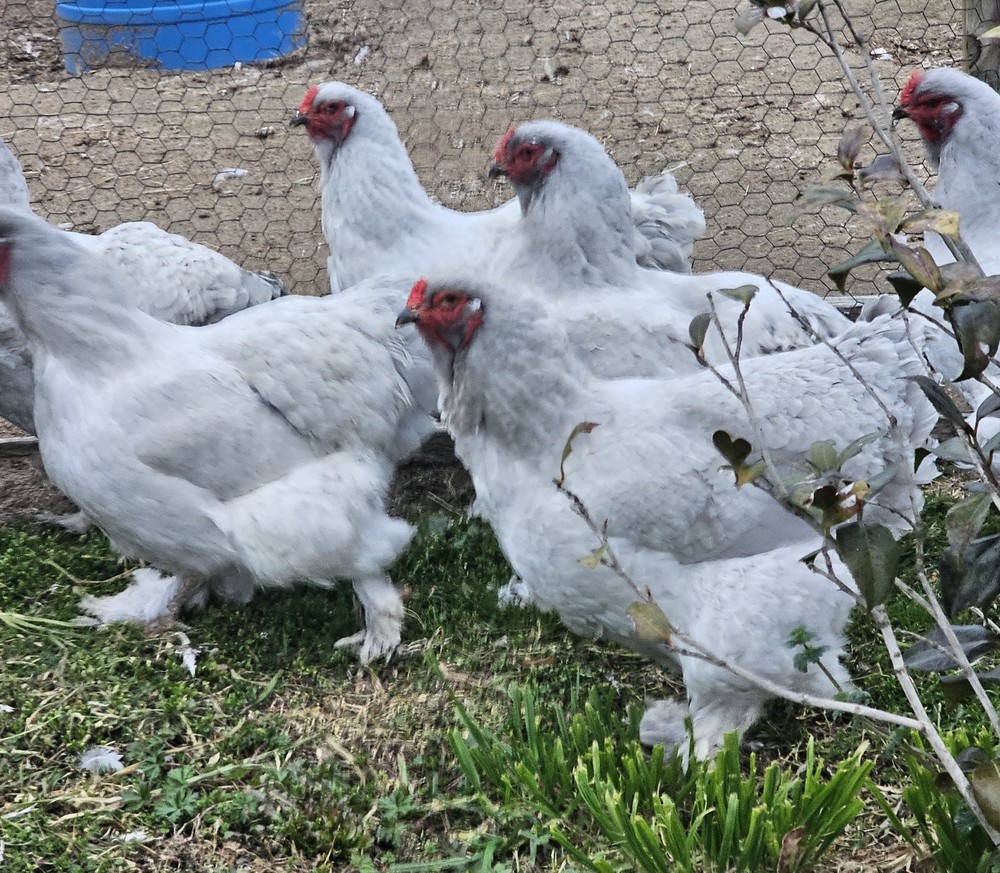 8+ Lavender Brahma Hatching Eggs