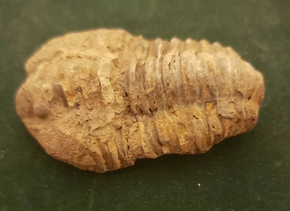 Trilobite Fossil