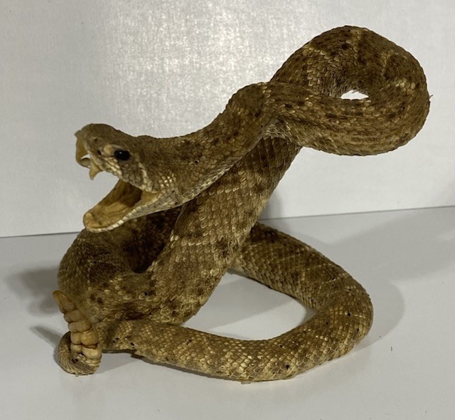Rattlesnake Taxidermy Mount Rattle Snake Taxidermy Reptile - Cabin Western Decor