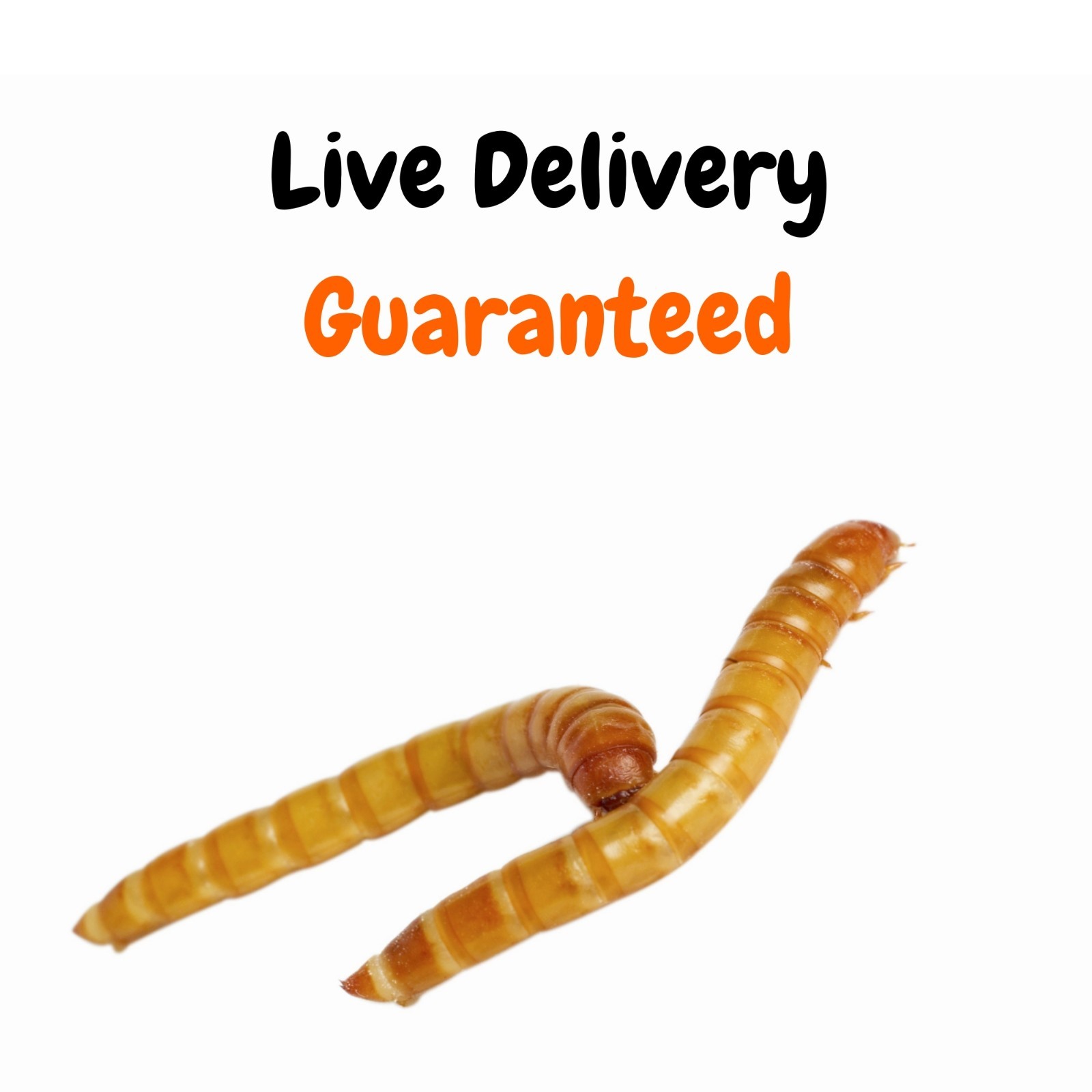 Live Mealworms - Bulk Feeder Insects (250 - 20000 Count) - S, M, L, G