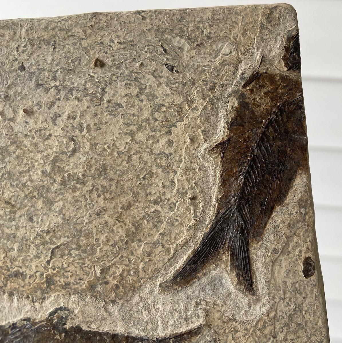 Killer Post Dinosaur Age Fish Fossil Mortality Plate Acid Prep Bottom Cap GRF