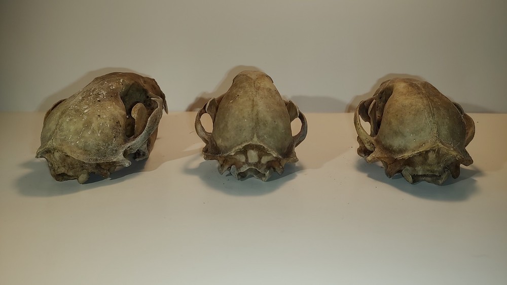 Raccoon Skull (3)