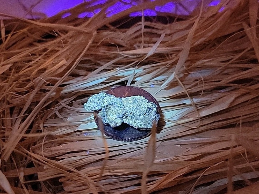 Permineralized Claw Fossil Super Rare