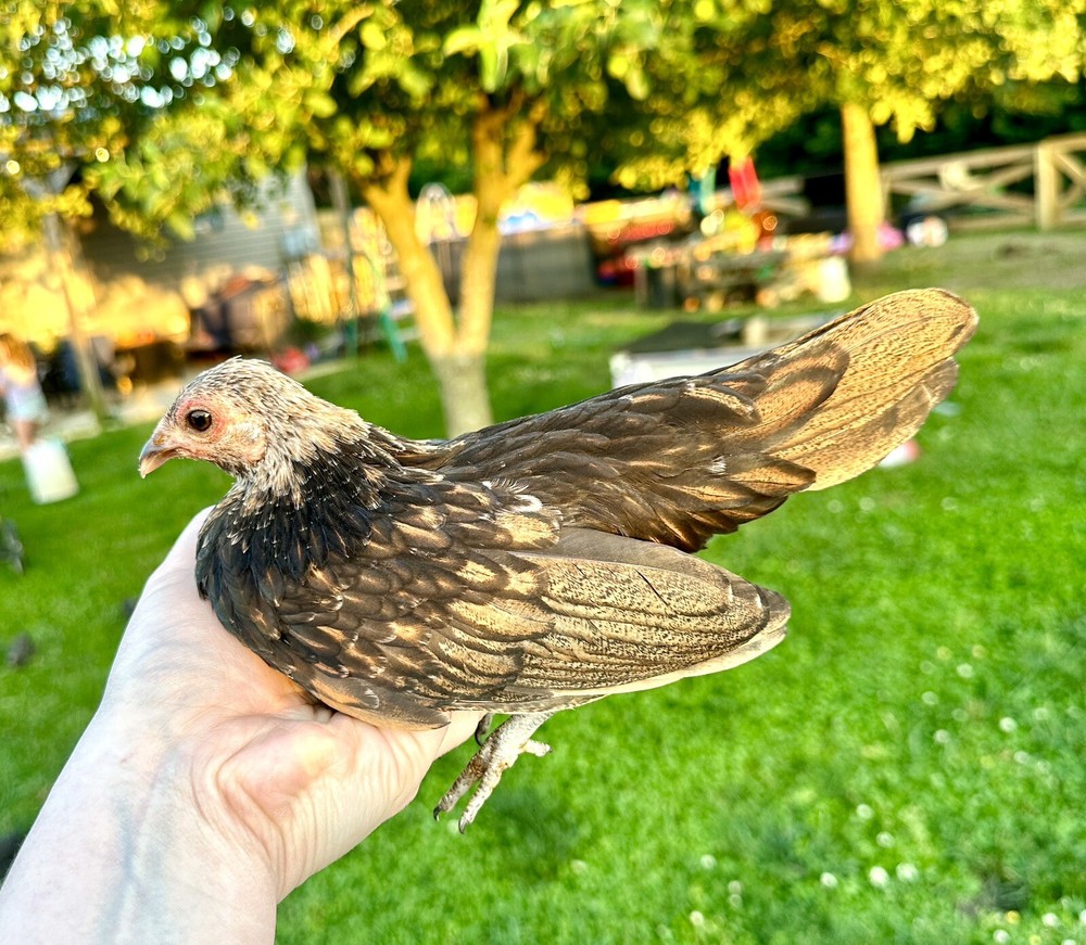 kikiriki hatching eggs 6++ PLEASE READ THE DESCRIPTION