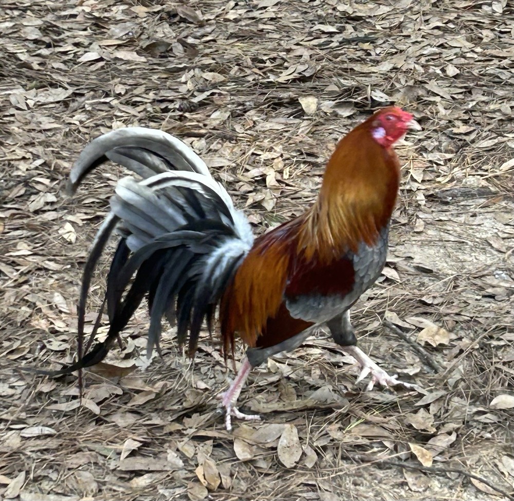 10 Heritage Yardbird Assortment Hatching Eggs