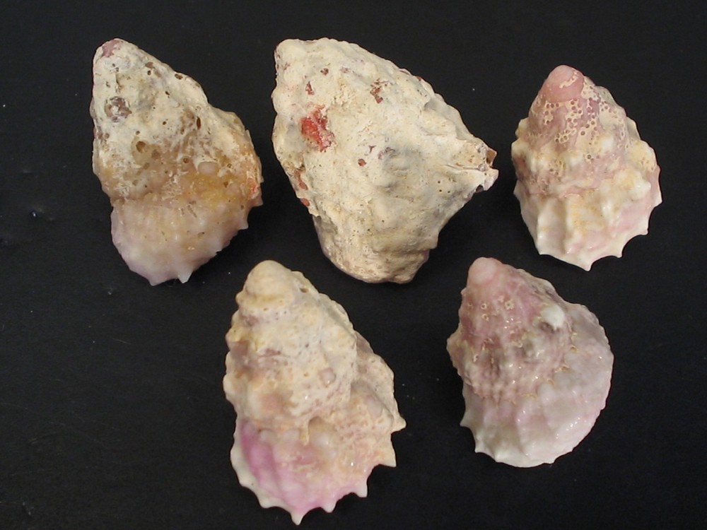 WoW Forms...BOLMA JACQUELINEAE~5pc~Philippine SEASHELL