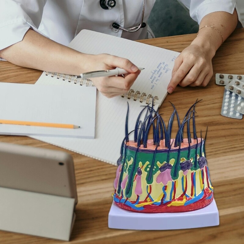 Scalp Structure Model 50X Scalp Anatomical Model for Science Classroom Learning