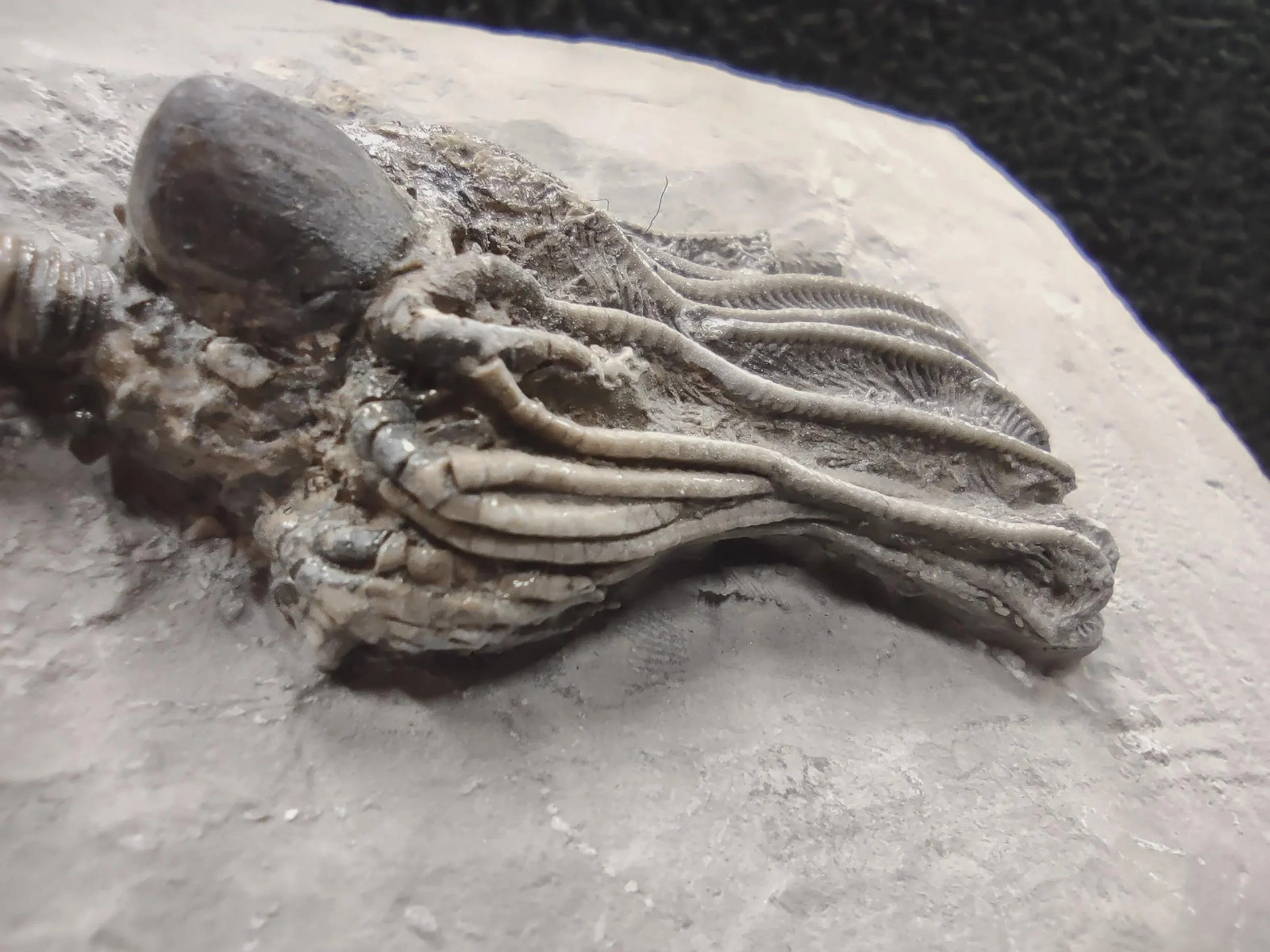 Gastropod on Fossil Crinoid, Crawfordsville, IN