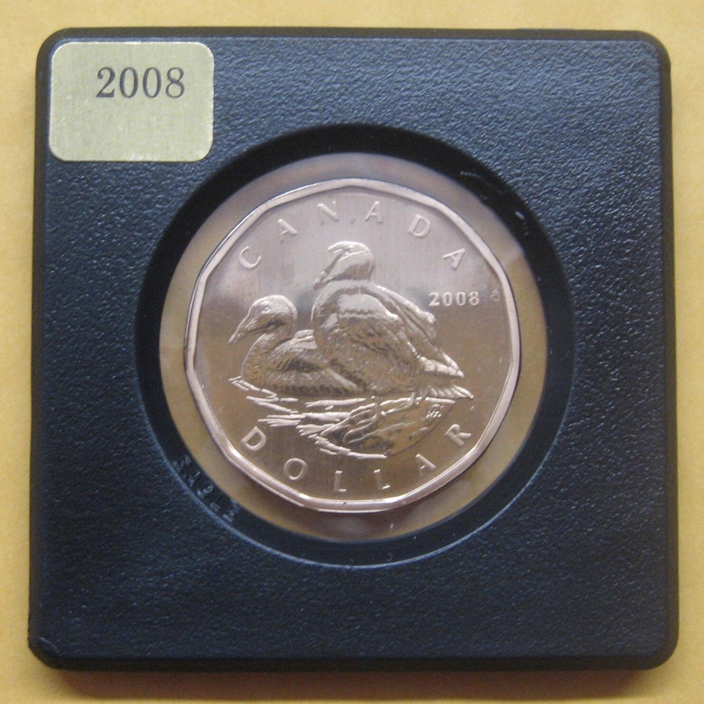2008(M) Common Eider Loonie Specimen Take a Look