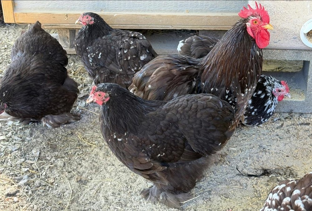 x10+ Chocolate Mottled Bantam Cochin Hatching Eggs