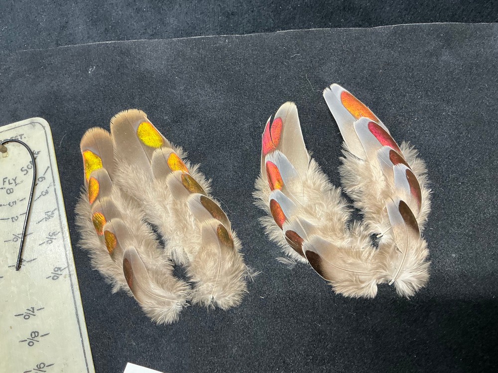 Fruit Pigeon feathers